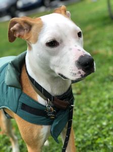 Quill Henninger (Dog) Headshot