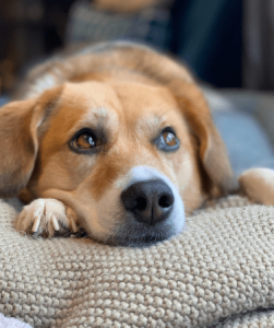 Barley Harner (dog)