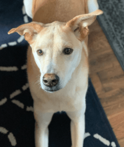 Barley Harner (dog)