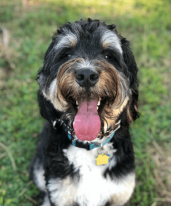 Levi Loughran (dog)