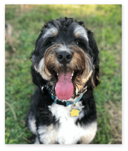 Levi Loughran (Dog) Headshot