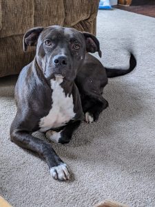 Gracie Teichmann (a dog)