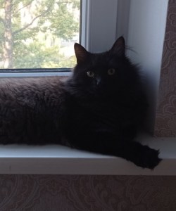 Izya