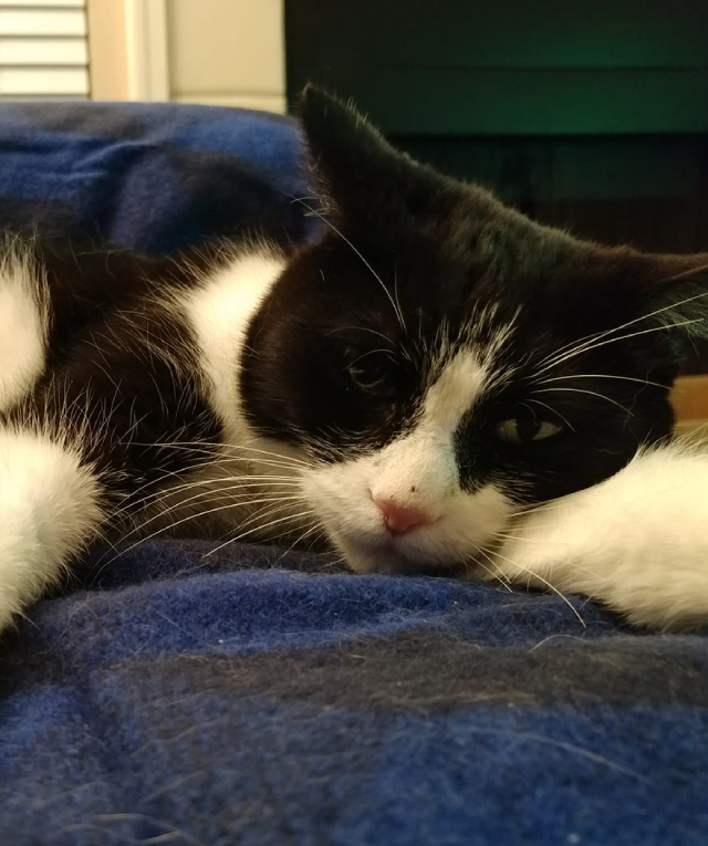 Jeffrey de Wit Headshot